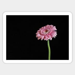 Pink Gerbera with Black Background Sticker